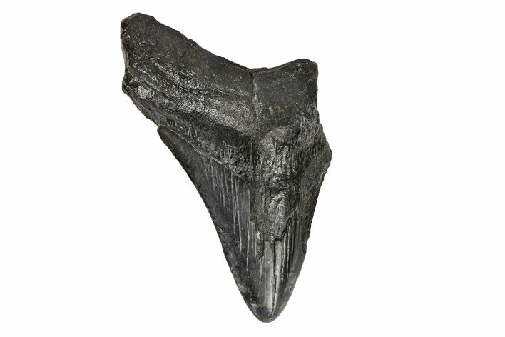Partial Megalodon Tooth - South Carolina #171215
